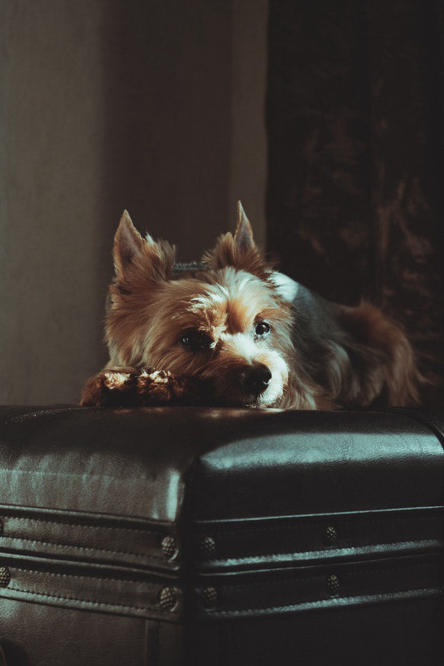 Hunde